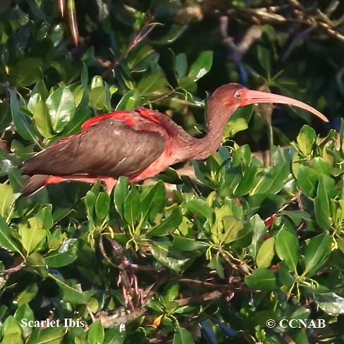 Birds of North America