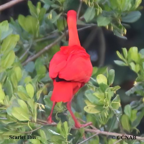 Birds of North America