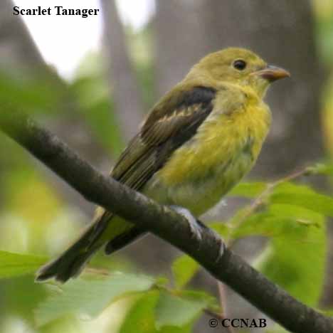 Birds of North America