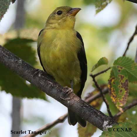 Birds of North America