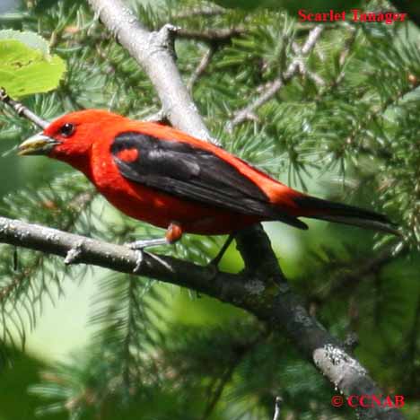 Birds of North America