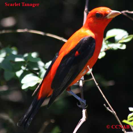 North American Tanagers