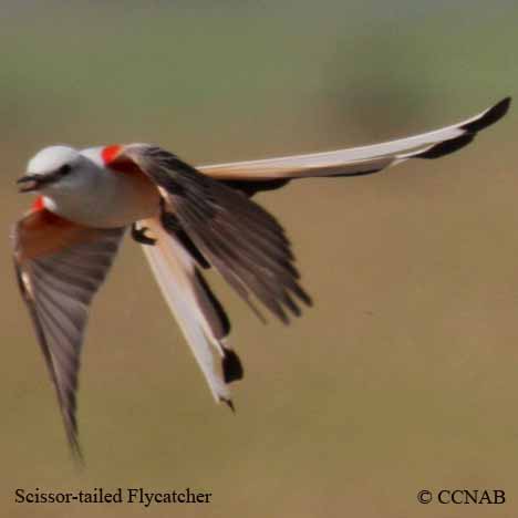 Birds of North America