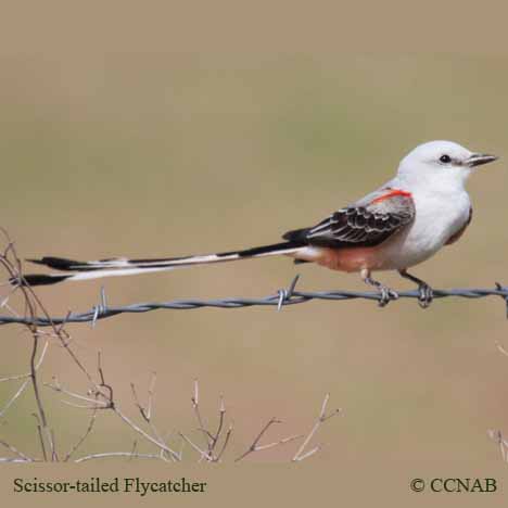Birds of North America