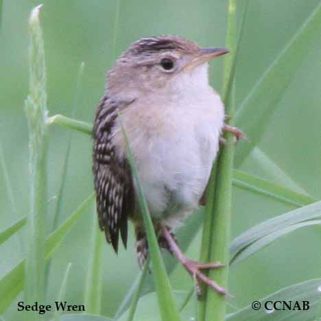 Birds of North America