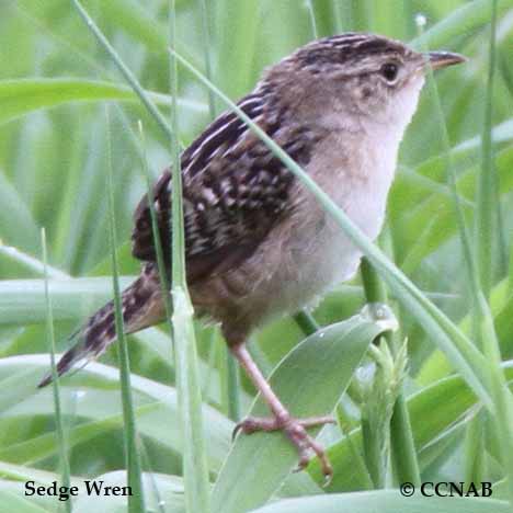Birds of North America