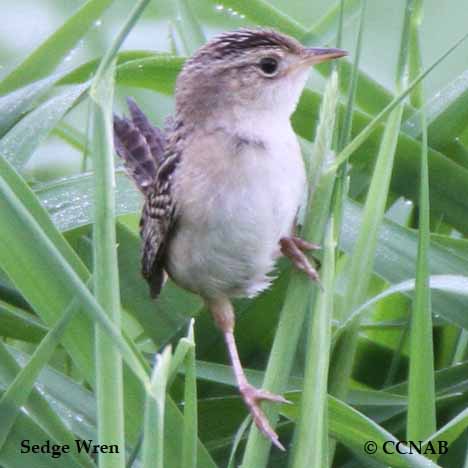 North American Wrens
