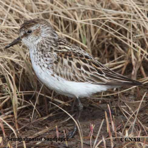 Birds of North America
