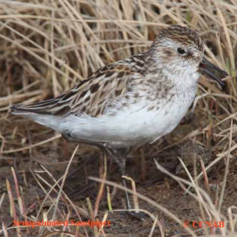 Birds of North America