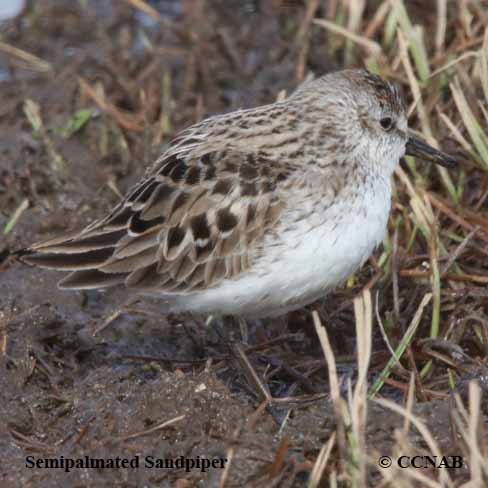 Birds of North America