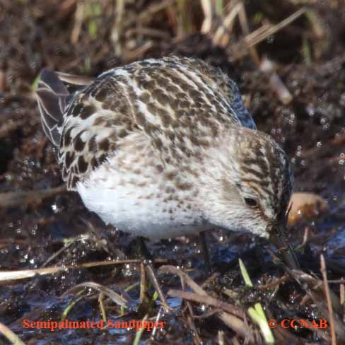 North American Sandpipers