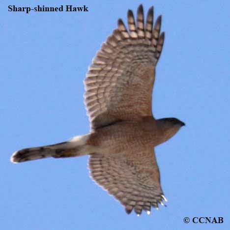 Birds of North America