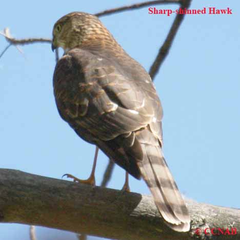 Birds of North America