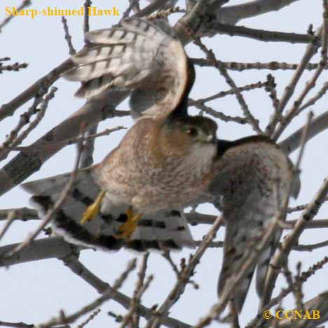 hawks