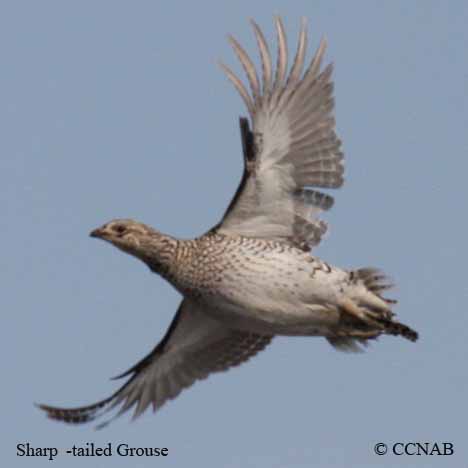Birds of North America