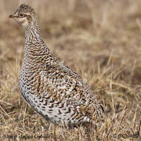 Birds of North America
