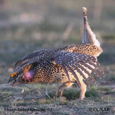 Birds of North America