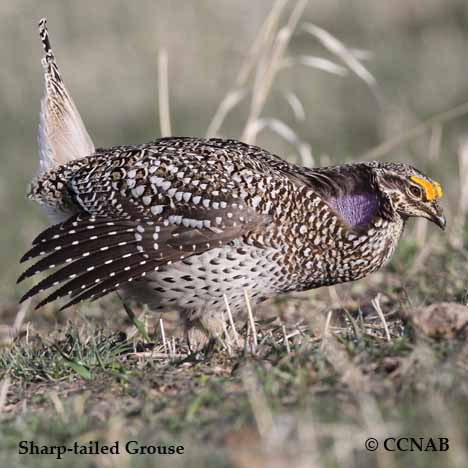 Sharp-tailed Grouse