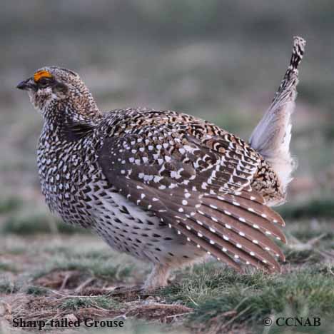 Birds of North America
