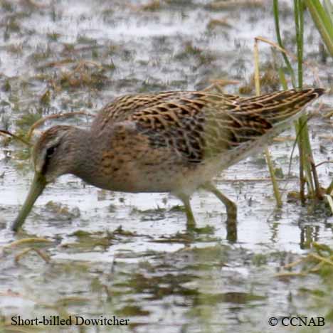 North American dowitchers