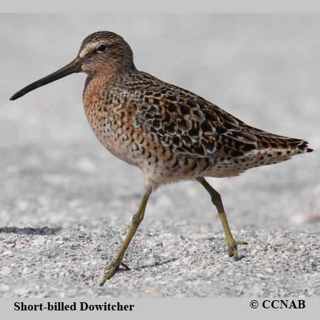 Short-billed Dowitcher