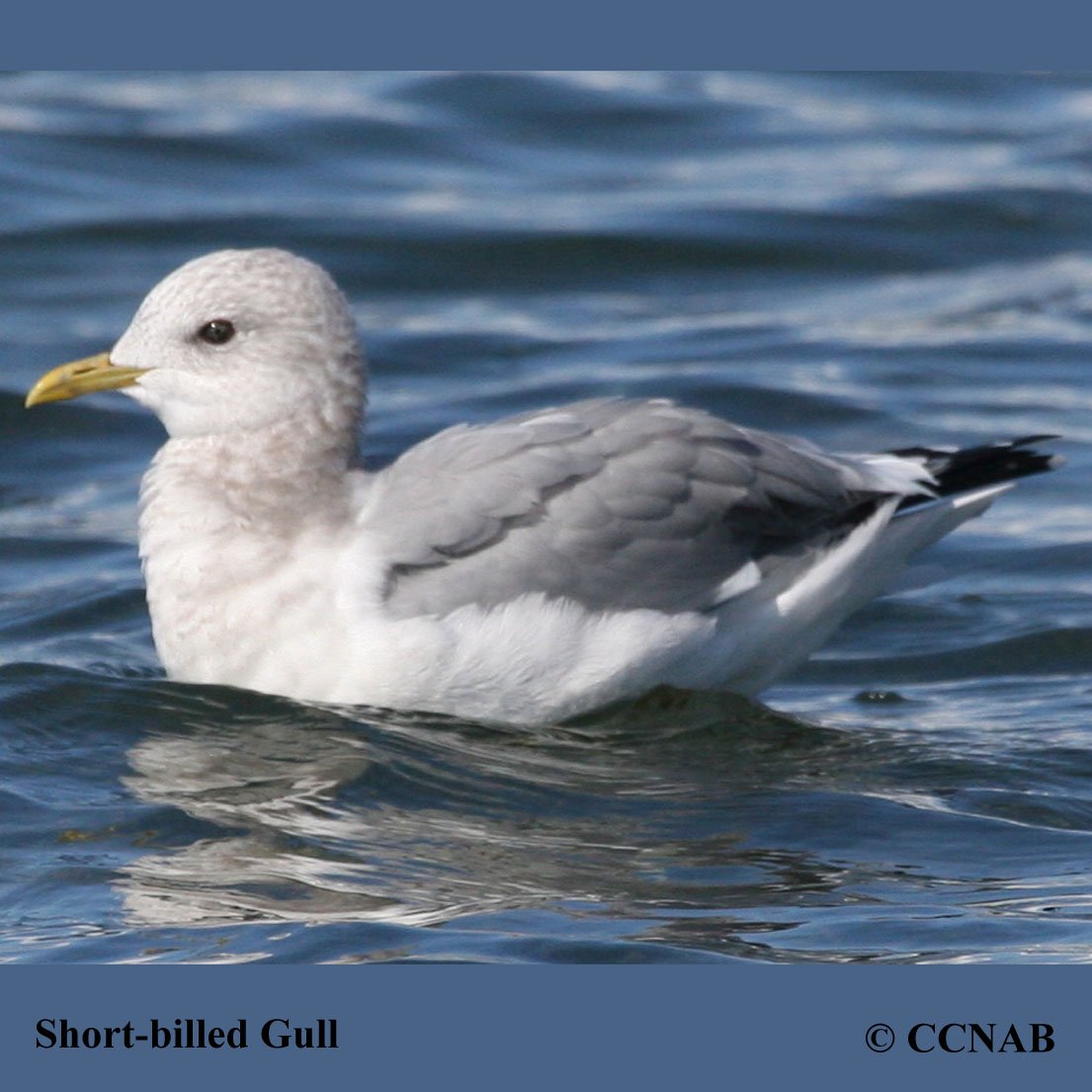 Birds of North America