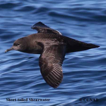Birds of North America
