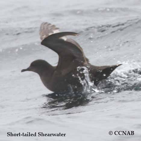 Birds of North America