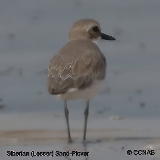 Birds of North America