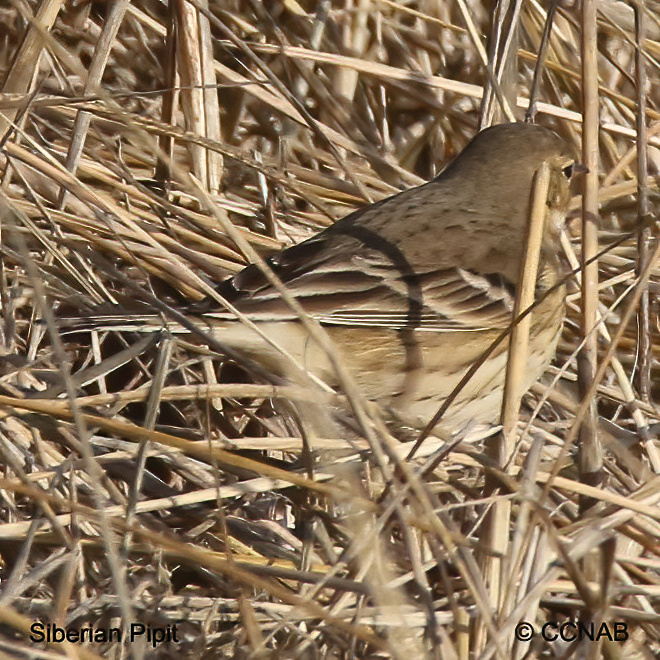 Siberian Pipit