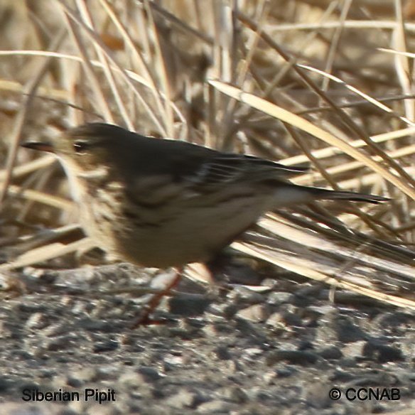 Birds of North America