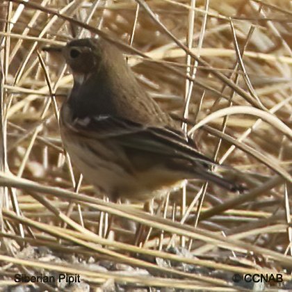 Birds of North America