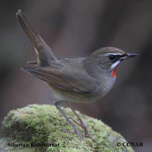 Siberian Rubythroat