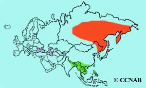 Siberian Rubythroat range map