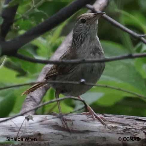 Birds of North America