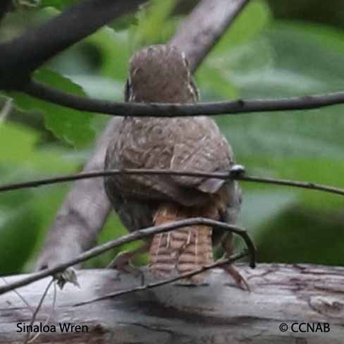 Birds of North America