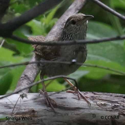 Birds of North America