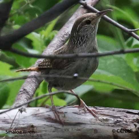 Birds of North America