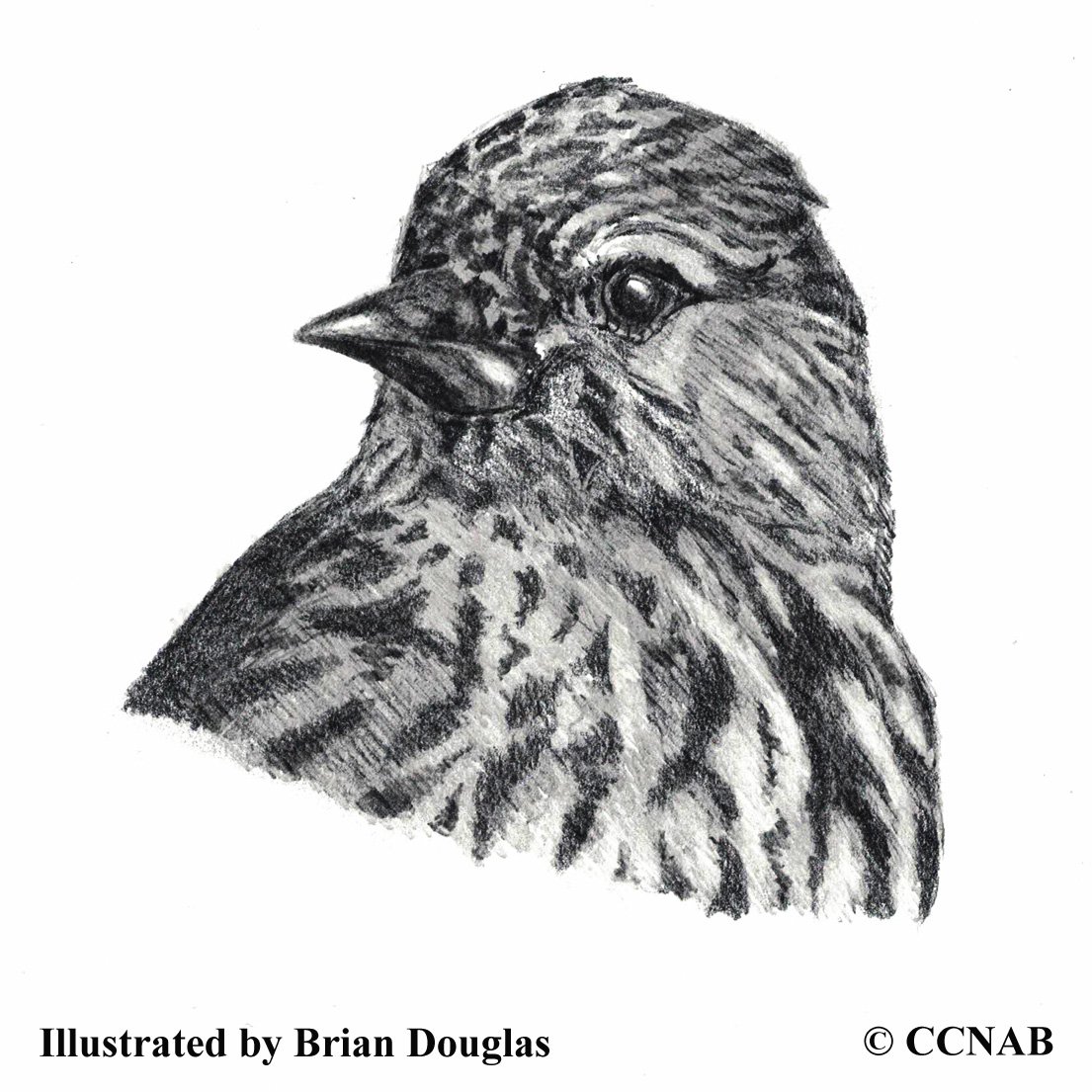 siskins