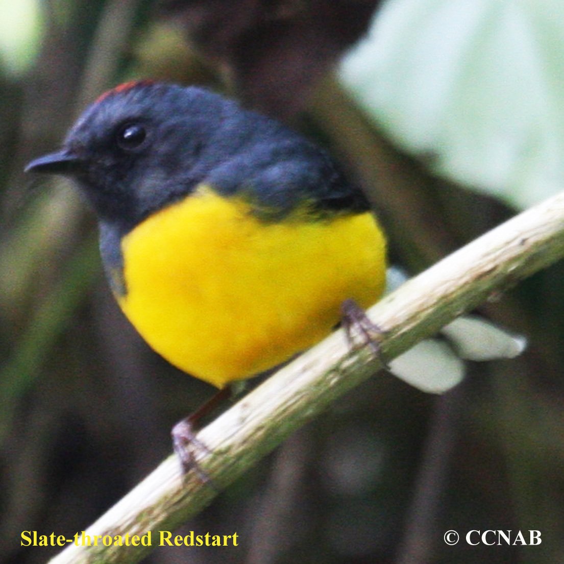 Birds of North America