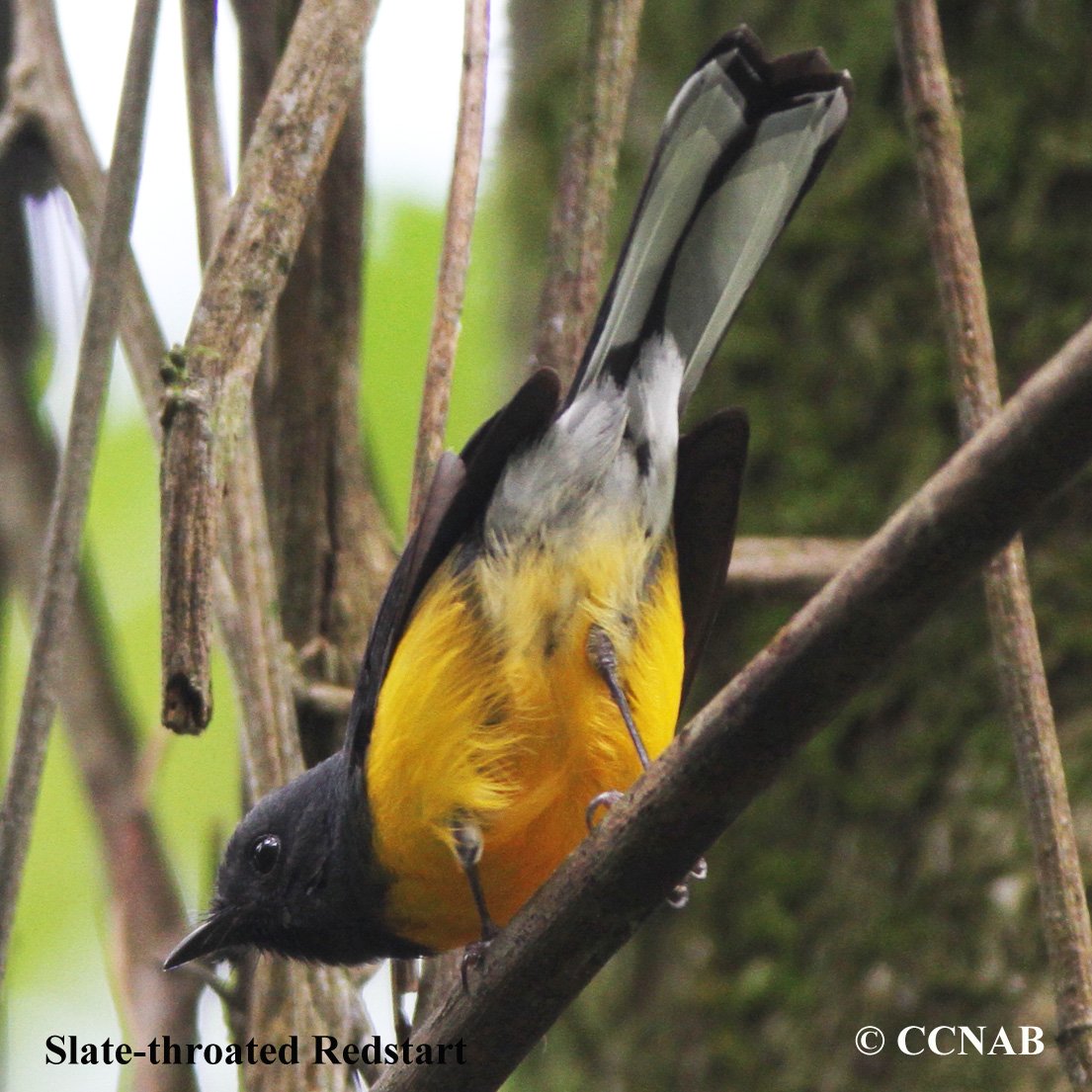 Birds of North America