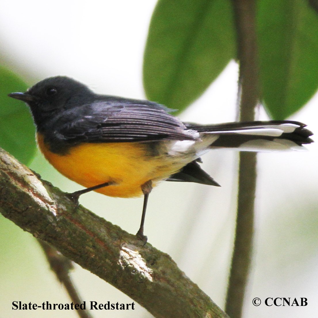 Birds of North America