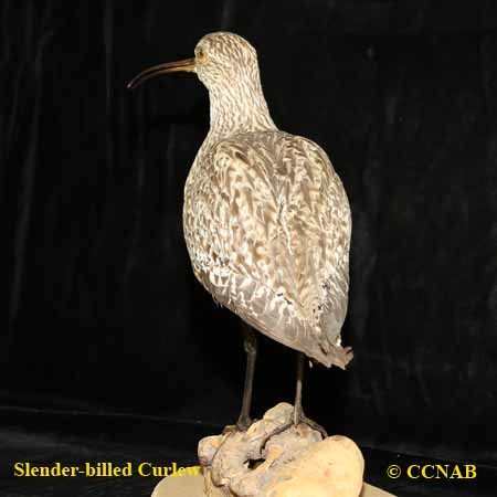 Birds of North America