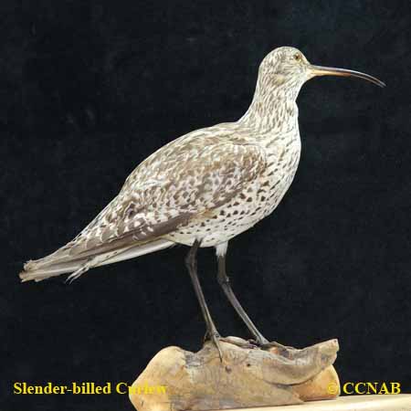Birds of North America
