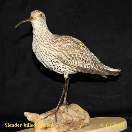 Birds of North America