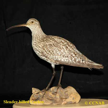 Birds of North America