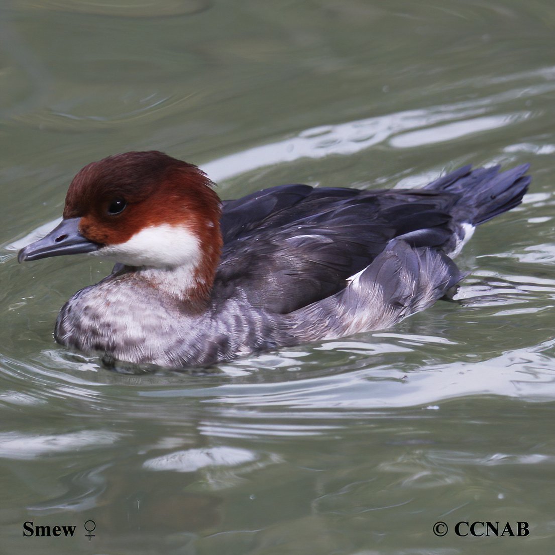 Birds of North America