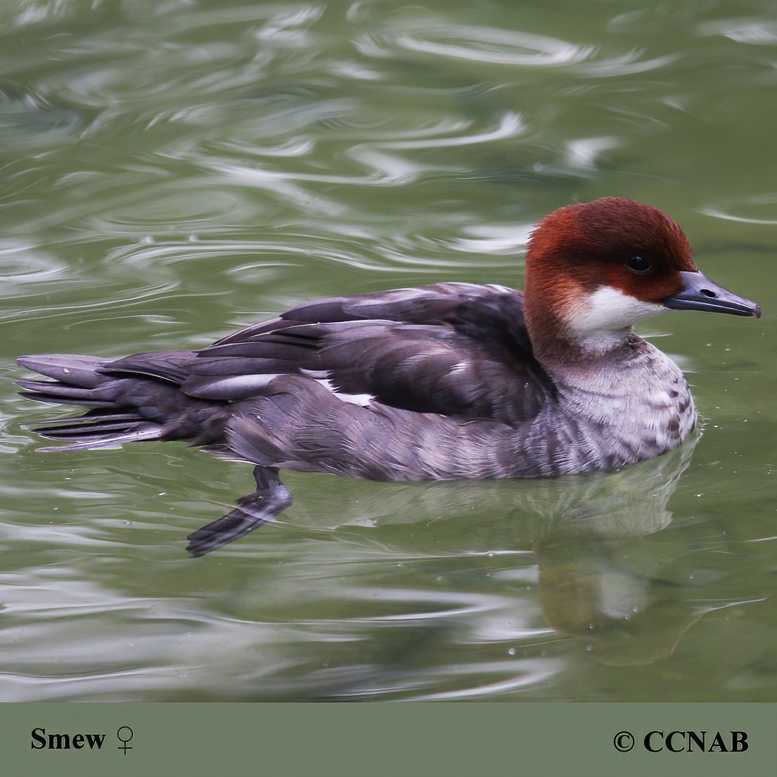 Birds of North America