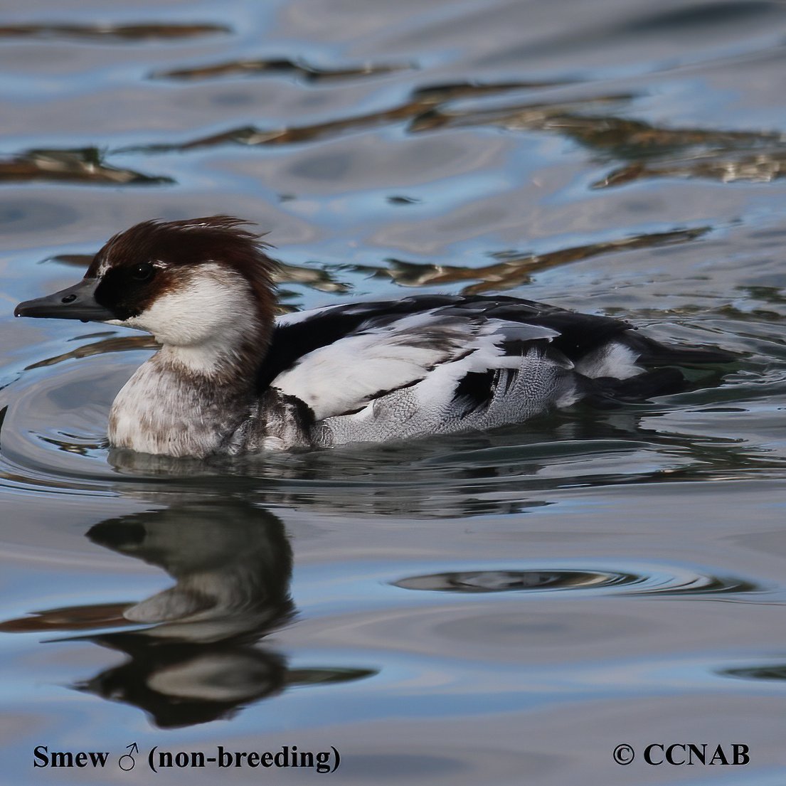 Birds of North America