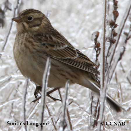 Birds of North America